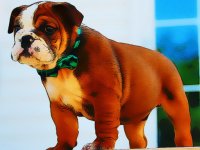 Puppy Jigsaw Puzzle Game